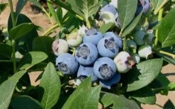 Biloxi Southern Highbush Blueberry - 1 Gallon Pot -Exquisite Plants 10151 biloxi blueberry