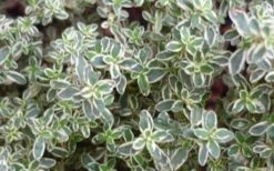 Silver Lemon Thyme - Thymus - 3 Pack Of Quart Pots -Exquisite Plants 13143 silver lemon thyme