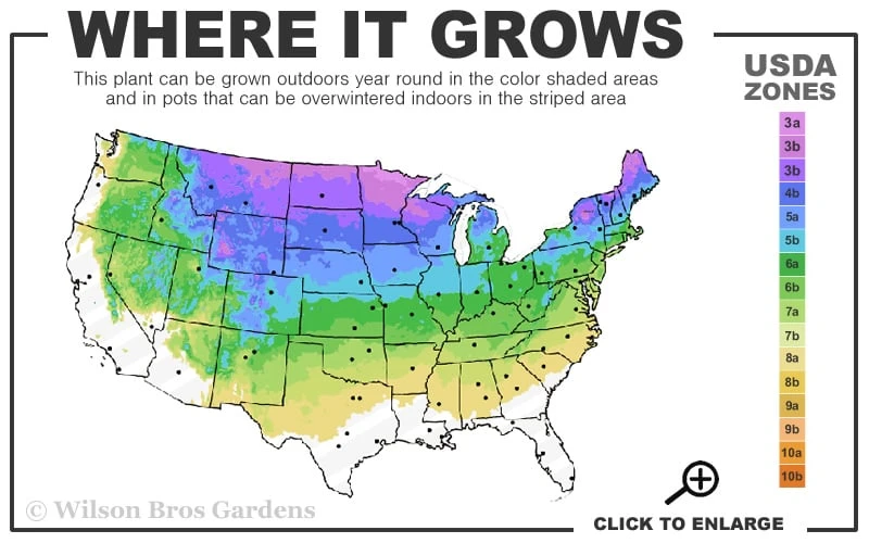 Phantom Hydrangea - 1 Gallon Pot 5 Phantom Hydrangea - 1 Gallon Pot - Image 3