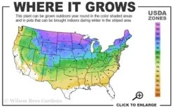 Fire Light Hydrangea - 3 Gallon Pot 9 Fire Light Hydrangea - 3 Gallon Pot -Exquisite Plants 3a 8b 5