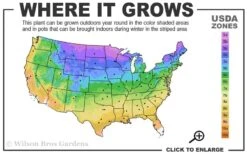 Blue Rug Juniper - 1 Gallon Pot 11 Blue Rug Juniper - 1 Gallon Pot -Exquisite Plants 3a 9b 11