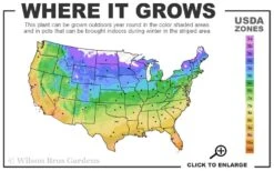 Popcorn Drift Groundcover Rose - 2 Gallon Pot -Exquisite Plants 4a 11