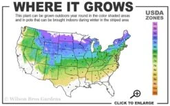 Bloomerang Dark Purple Lilac - 5 Pack Of Quart Pots -Exquisite Plants 4a 8a