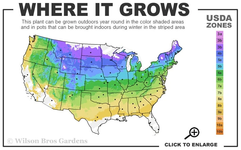 Blue Star Juniper Tree (Single Trunk Topiary) - 2 Gallon Pot 5 Blue Star Juniper Tree (Single Trunk Topiary) - 2 Gallon Pot - Image 3