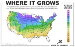 Dwarf Evergreen Snowball Viburnum 'Conoy' - 3 Gallon Pot -Exquisite Plants 4a 8b 7