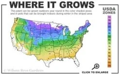 Shagbark Hickory Tree (Carya Ovata) - 3 Gallon Pot -Exquisite Plants 4a 8b thumbnail