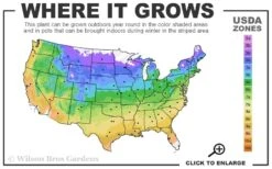 Moon Dance Hydrangea - 2 Gallon Pot 9 Moon Dance Hydrangea - 2 Gallon Pot -Exquisite Plants 4a 9b 9