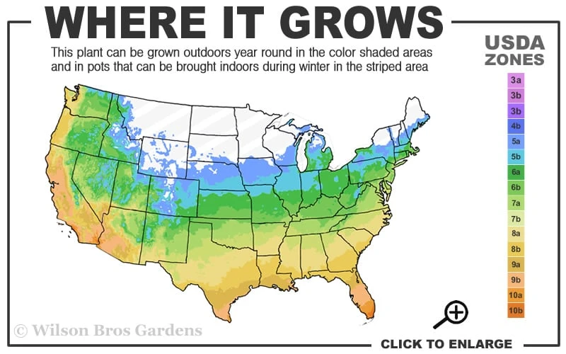 Tiny Dragon Hardy Orange (Poncirus Trifoliata) - 5 Gallon Pot - SALE! 5 Tiny Dragon Hardy Orange (Poncirus Trifoliata) - 5 Gallon Pot - SALE! - Image 3