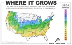 Summer Snowflake Viburnum - 6 Pack Of 1 Gallon Pots 11 Summer Snowflake Viburnum - 6 Pack Of 1 Gallon Pots -Exquisite Plants 5a 8b 12