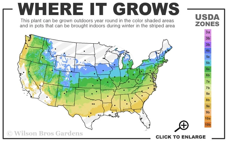 Nancy Of Robin Hill Azalea - 2 Gallon Pot 5 Nancy Of Robin Hill Azalea - 2 Gallon Pot - Image 3