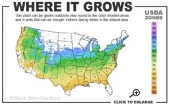 Red Cascade Miniature Climbing Rose - 1 Gallon Pot -Exquisite Plants 5a 9a