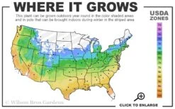 Apache Thornless Blackberry - 2 Gallon Pot -Exquisite Plants 5a 9b 55