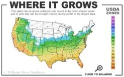 Big Blue Liriope - 6 Pack Of Pint Pots -Exquisite Plants 5b 11