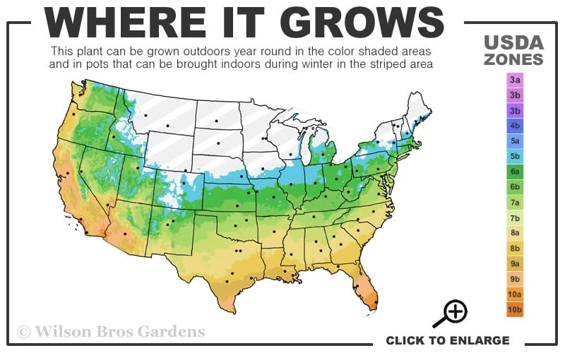 Southern Sweet Bay Swamp Magnolia (M.v. Australis) - 7 Gallon Pot (5-6') 5 Southern Sweet Bay Swamp Magnolia (M.v. Australis) - 7 Gallon Pot (5-6') - Image 3