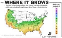 Red Tiara Deja Bloom Azalea - 1 Gallon Pot 8 Red Tiara Deja Bloom Azalea - 1 Gallon Pot -Exquisite Plants 6A 9B 39