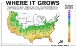 Snow Flurry Hardy Gardenia - 3 Gallon Pot -Exquisite Plants 6a 10a 2