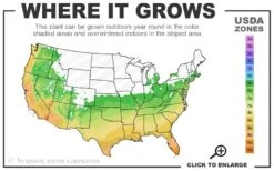 Alta Southern Magnolia - 3 Gallon Pot -Exquisite Plants 6a 10b 5