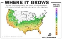 Blue Lagoon Rosemary - 1 Gallon Pot -Exquisite Plants 6a 11 3