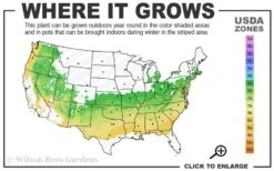 Shiny Dancer Viburnum - 2 Gallon Pot 11 Shiny Dancer Viburnum - 2 Gallon Pot -Exquisite Plants 6a 8b