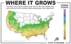 Sir Robert Dwarf Azalea - 6 Pack Of 1 Gallon Pots -Exquisite Plants 6a 9a