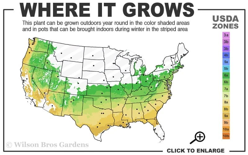 Titan Blueberry - 6 Pack Of 1 Gallon Pots 5 Titan Blueberry - 6 Pack Of 1 Gallon Pots - Image 3