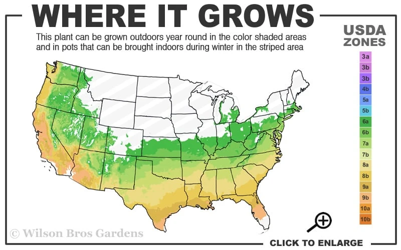 Spring Fanfare Aromi Azalea (Rhododendron Hybrid) - 1 Gallon Pot 5 Spring Fanfare Aromi Azalea (Rhododendron Hybrid) - 1 Gallon Pot - Image 3