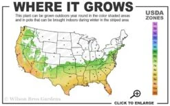 Blood Of China Fragrant Red Camellia Japonica - 3 Gallon Pot -Exquisite Plants 6b 10b