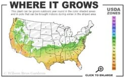 Heaven Scent Gardenia - 6 Pack Of 1 Gallon Pots 9 Heaven Scent Gardenia - 6 Pack Of 1 Gallon Pots -Exquisite Plants 6b 9b 1