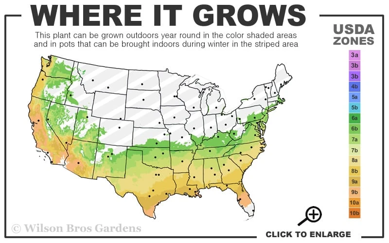 Climax Rabbiteye Blueberry - 3 Gallon Pot 5 Climax Rabbiteye Blueberry - 3 Gallon Pot - Image 3