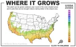 Little Gem Dwarf Southern Magnolia - 1 Gallon Pot -Exquisite Plants 7a 10a 1