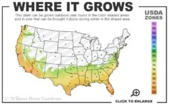 Hardy Fragrant Daisy Gardenia Bush - 1 Gallon Pot -Exquisite Plants 7a 10b 14