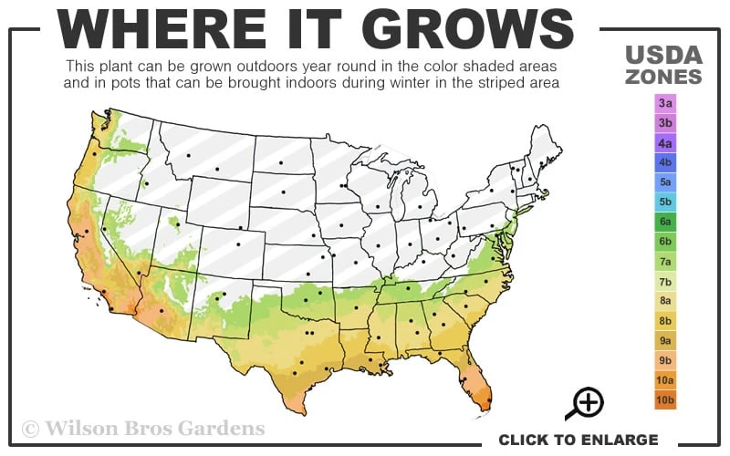 Spring Bouquet Viburnum - 1 Gallon Pot 5 Spring Bouquet Viburnum - 1 Gallon Pot - Image 3