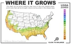 Vibrant Azalea (Harris Hybrid) - 3 Gallon Pot 8 Vibrant Azalea (Harris Hybrid) - 3 Gallon Pot -Exquisite Plants 7a 9b 6