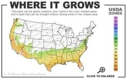 Moonlit Lace Viburnum - 6 Pack Of 1 Gallon Pots -Exquisite Plants 7a 9b thumbnail 1