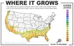 Magnolia Fig Tree - 1 Gallon Pot -Exquisite Plants 7b 10b 7