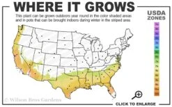 Becky Blue Rabbiteye Blueberry - 2.5 Quart Pot -Exquisite Plants 7b 9b 2