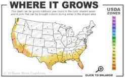 August Beauty Gardenia (Single Trunk Topiary Tree) - 5 Gallon Pot -Exquisite Plants 8a 11 7