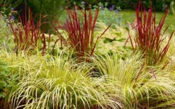 Golden Sweet Flag - Acorus Gramineus 'Ogon' - 1 Gallon Pot -Exquisite Plants Acorus Ogon 103