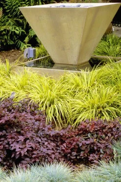 Golden Sweet Flag - Acorus Gramineus 'Ogon' - 1 Gallon Pot -Exquisite Plants Acorus Ogon 104