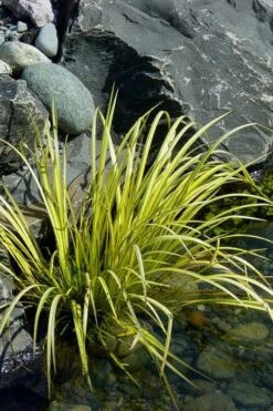 Golden Sweet Flag - Acorus Gramineus 'Ogon' - 1 Gallon Pot -Exquisite Plants Acorus Ogon 105