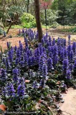 Catlins Giant Ajuga - Bugleweed - 1 Gallon Pot -Exquisite Plants Ajuga Catlins Giant 20