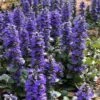 Catlins Giant Ajuga - Bugleweed - 1 Gallon Pot -Exquisite Plants Ajuga Catlins Giant 21