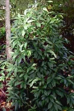 Woodland Ruby Anise (Illicium) - 3 Gallon Pot -Exquisite Plants Anise Woodland Ruby 7