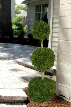 Emerald Green Arborvitae Poodle Tier Topiary (3 Ball) - 5 Gallon Pot -Exquisite Plants Arborvitae Emerald Green 3 Ball Poodle Tier 2