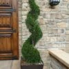 Emerald Green Arborvitae Spiral Topiary - 5 Gallon Pot (6') 2 Emerald Green Arborvitae Spiral Topiary - 5 Gallon Pot (6') -Exquisite Plants Arborvitae Emerald Green Spiral 6 2