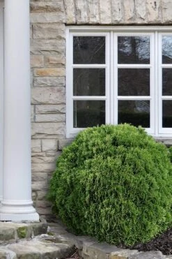 Planet Earth Arborvitae - 3 Gallon Pot -Exquisite Plants Arborvitae Woodwardii Globe 12