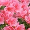 Coral Bells Azalea - 2 Gallon Pot 1 Coral Bells Azalea - 2 Gallon Pot -Exquisite Plants Azalea Coral Bells 1 500x750 1