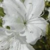 Delaware Valley White Azalea - 1 Gallon Pot -Exquisite Plants Azalea Delaware Valley White 500x750 1