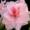Autumn Belle Encore Azalea - 1 Gallon Pot 1 Autumn Belle Encore Azalea - 1 Gallon Pot -Exquisite Plants Azalea Encore Autumn Belle 20