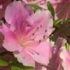 Autumn Sweetheart Encore Azalea - 1 Gallon Pot -Exquisite Plants Azalea Encore Sweetheart 10